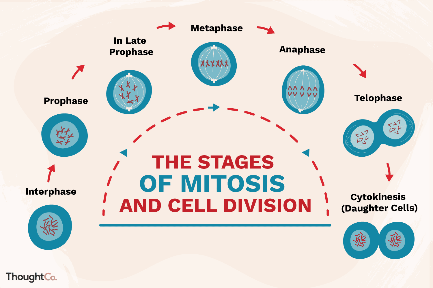 <p>Mitosis</p>
