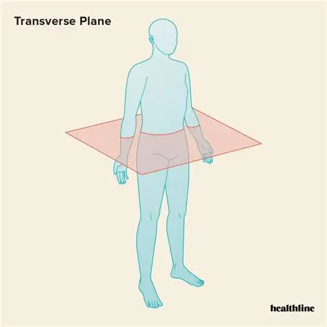 <p>Transverse plane</p>