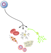 <p>undifferentiated cells</p>
