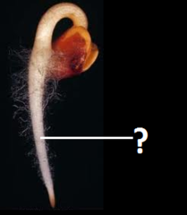 <p>is the beginning of the root system of a plant.</p>