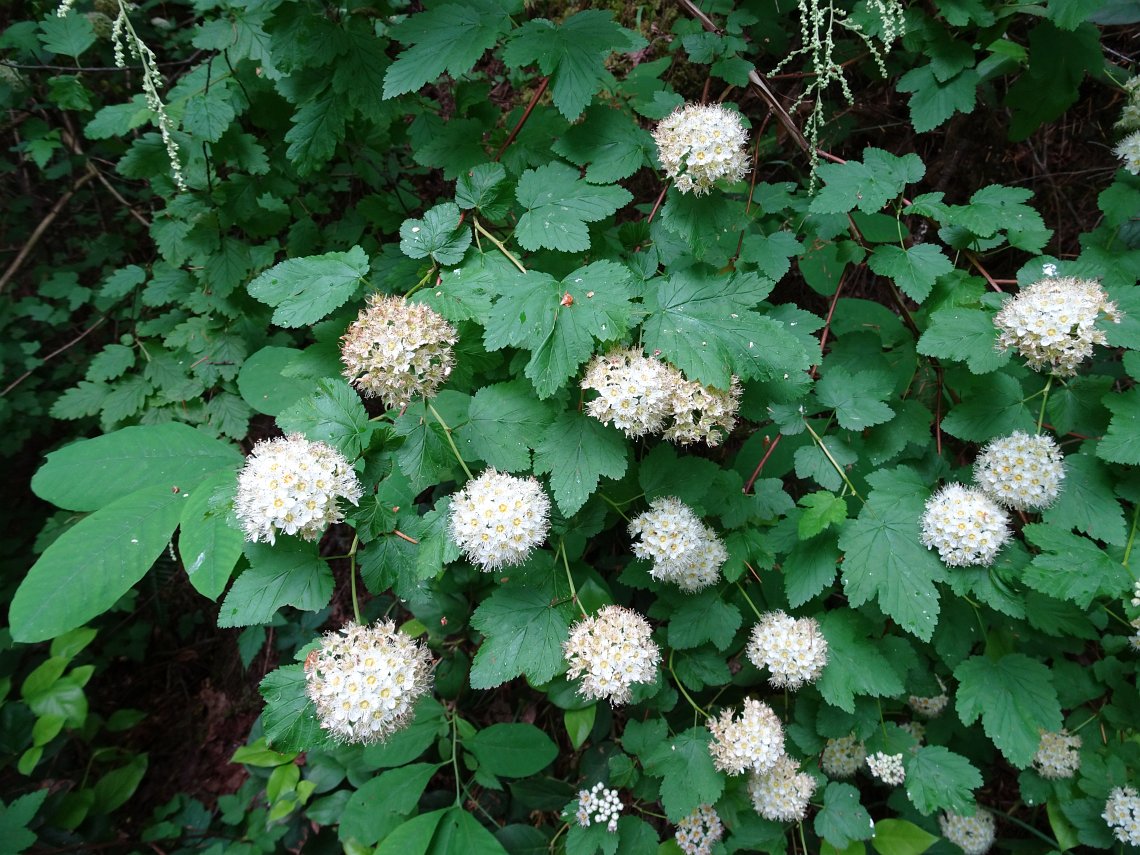 <p><span><em>Physocarpus capitatus</em></span></p>