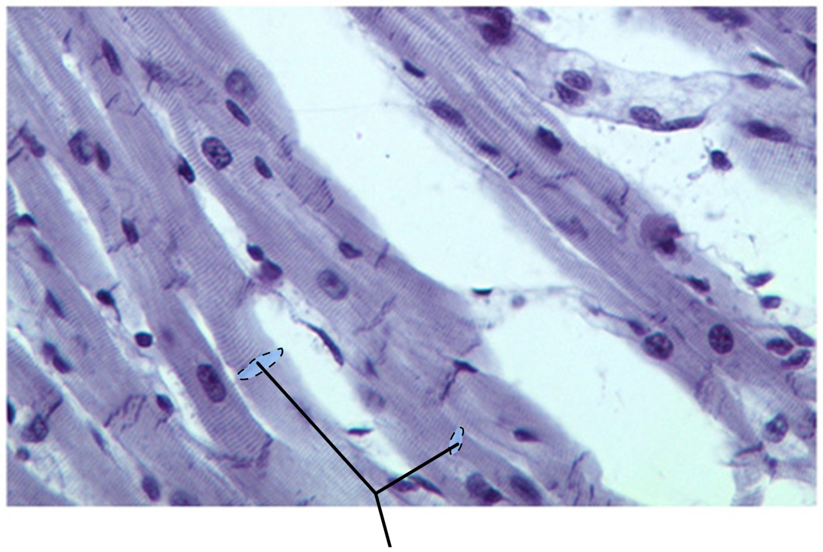 <p>What structures are highlighted in this image?</p>