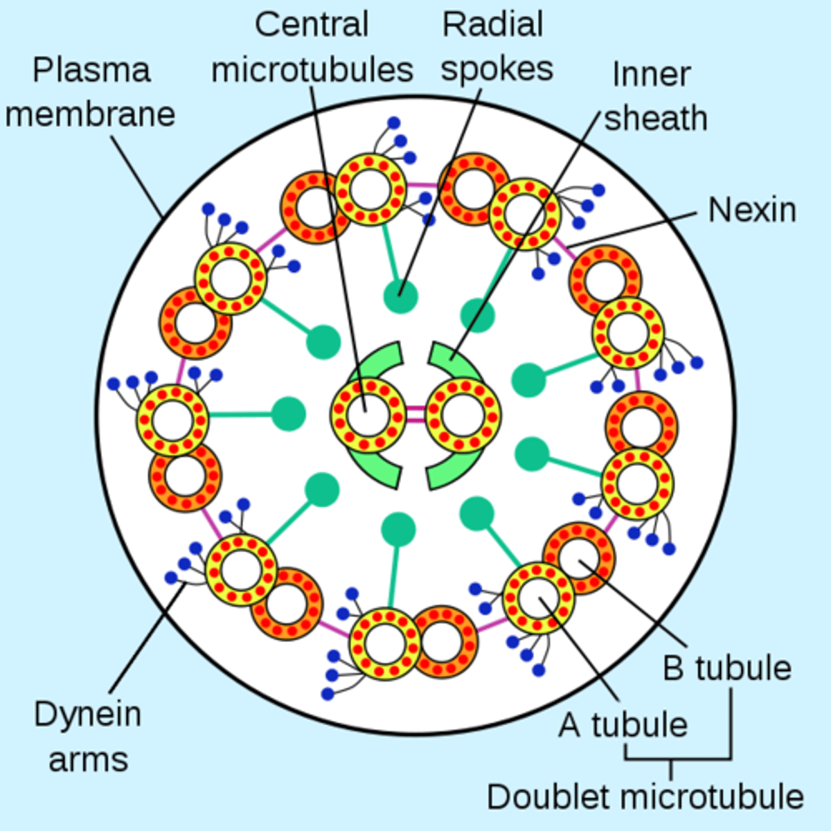 <p>made of microtubules arranged in a 9+2 arrangement</p>