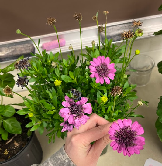 <ul><li><p>flowers a lot</p><ul><li><p>through the hottest time of the summers</p></li></ul></li><li><p>various colors</p></li></ul><p></p>