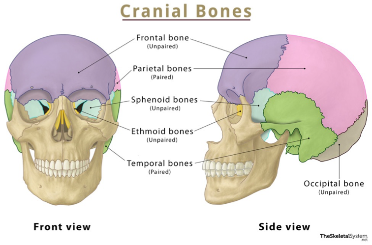 <p>Skull and associated bones:</p><ul><li><p>The skull bones develop by intramembranous bone formation.<span> </span>Multiple bones develop as “islands or plates” of bone which later fuse.<span> </span>This allows for growth of the brain.<span> </span>Growth and fusion of skull bones continues into childhood.<span> </span></p></li><li><p>At birth, the skull bones are separated by dense CT referred to as the <span>fontanels</span></p></li><li><p>Major skull bones: frontal, parietal (2), occipital, temporal (2), sphenoid, ethmoid, mandible, maxilla (2), palatine (2), zygomatic (2)</p></li><li><p>Hyoid bone: floating bone in neck located superior to the larynx, provides attachment for neck muscles</p></li></ul><p></p>