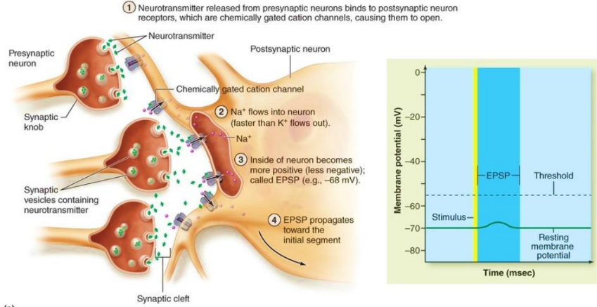 <ol><li><p>an excitatory neurotransmitter (glutamate) binds to a postsynaptic receptor and opens ligand-gated Na+ channels, causing them to open.</p></li><li><p>Na+ enters the postsynaptic cell and results in a small, subthreshold depolarization.</p></li></ol><p></p>