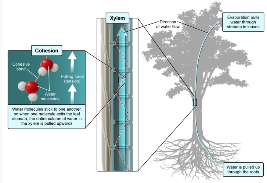 <ul><li><p>Capillary action: Adhesive force (between <strong>dissimilar molecules</strong>) allows the <strong>water </strong>to <strong>interact </strong>with the <strong>xylem walls </strong>and <strong>climb upward</strong></p></li></ul><p></p>