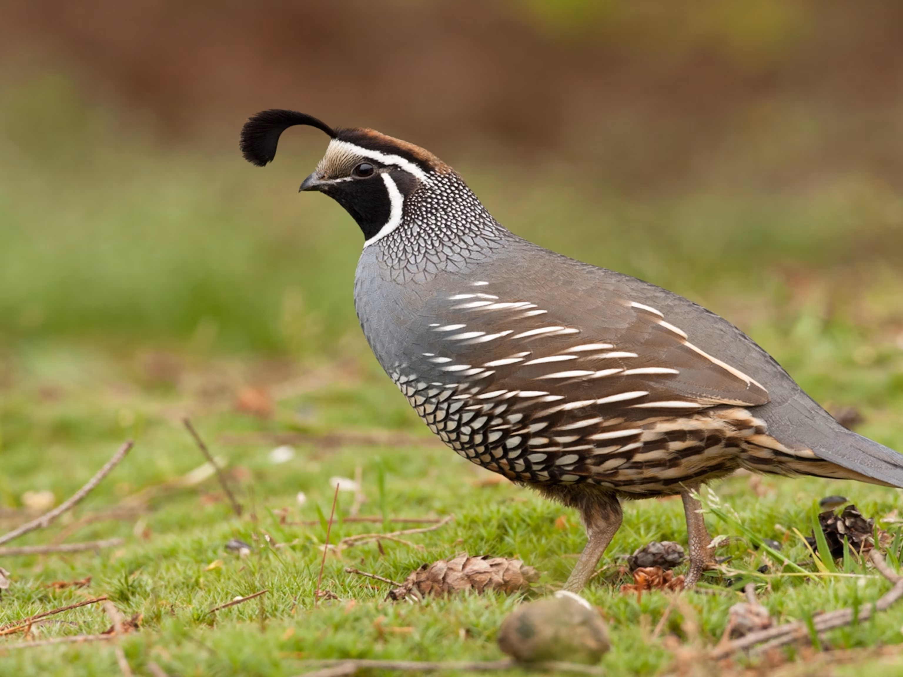 <p>identify</p>