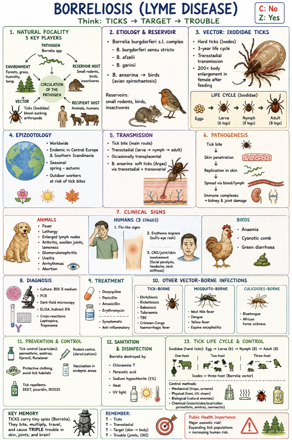 <p><strong>Borreliosis (Lyme disease)</strong> — <span style="color: red;">Vector-borne | <strong>Zoonotic</strong> | Natural focal disease</span></p><p><strong>Etiology</strong></p><p><mark data-color="red" style="background-color: red; color: inherit;">* </mark><em><mark data-color="red" style="background-color: red; color: inherit;">Borrelia burgdorferi sensu stricto </mark>→ </em><strong><em>Lyme disease</em></strong></p><p><mark data-color="red" style="background-color: red; color: inherit;">* </mark><em><mark data-color="red" style="background-color: red; color: inherit;">Borrelia afzelii, Borrelia garinii</mark></em></p><p><mark data-color="red" style="background-color: red; color: inherit;">* </mark><em><mark data-color="red" style="background-color: red; color: inherit;">Borrelia anserina</mark></em><mark data-color="red" style="background-color: red; color: inherit;"> </mark>→ <strong>avian spirochaetosis</strong></p><p><u>Important:</u> <em>Borrelia burgdorferi s.l.</em> complex causes <span style="color: red;"><strong>Lyme disease</strong></span> in mammals and humans.</p><p>Reservoirs = small rodents, birds, and insectivores.</p><p><strong>Natural focality</strong></p><p>Natural focus includes:</p><ul><li><p>Pathogen (pathoergont), Reservoir host, Vector (blood-sucking arthropod), Recipient host (animal/man) and Suitable environment</p></li><li><p>Other natural focal diseases: leptospirosis, rabies, TBE, ehrlichiosis, babesiosis.</p></li></ul><p><strong>Epizootology</strong></p><ul><li><p><span style="color: red;"><strong>Worldwide</strong></span>, <strong>endemic in Central Europe and Southern Scandinavia</strong></p></li><li><p>Seasonal: <strong>spring–autumn.</strong> Professional risk for outdoor workers</p></li><li><p><strong>Norway:</strong> endemic areas in the southern regions</p></li></ul><p><strong>Transmission</strong></p><p><em>Ixodidae hard ticks </em><strong><em><mark data-color="blue" style="background-color: blue; color: inherit;">(</mark></em><mark data-color="blue" style="background-color: blue; color: inherit;">Ixodes</mark></strong>*)</p><ul><li><p>Transstadial transmission, occasionally transplacental</p></li><li><p><em>B. anserina</em> is transmitted by soft ticks (Argas) via transstadial + transovarial transmission</p></li></ul><p><strong>Pathogenesis</strong></p><p>Tick bite → skin penetration → bacterial replication → spread via blood/lymph → immune complex formation → <strong>kidney/joint damage.</strong></p><p><strong>Clinical signs</strong></p><p><strong>Animals:</strong></p><ul><li><p>Fever, Lethargy, Enlarged lymph nodes, <strong>Arthritis, swollen joints, lameness</strong>, <strong>Glomerulonephritis</strong>, Uveitis, Arrhythmias, Abortion</p></li></ul><p><strong>Humans:</strong></p><p>1. <strong>Flu-like signs, 2. Erythema migrans, 3. CNS/joint involvement</strong> (facial paralysis, headache, neck stiffness)</p><p><strong>Birds:</strong></p><ul><li><p>Anaemia, Cyanotic comb, Green diarrhoea</p></li></ul><p><strong>Diagnosis</strong></p><ul><li><p>Culture: <strong>Barbour–Stoenner–Kelly II</strong> medium at 33C</p></li><li><p>PCR</p></li><li><p>Dark-field microscopy</p></li><li><p>ELISA, indirect IFA</p></li></ul><p><em>Cross-reactions with </em>Leptospira* and <em>Treponema</em></p><p><strong>Treatment</strong></p><ul><li><p>Doxycycline, Penicillin, Amoxicillin, Erythromycin</p></li><li><p>Symptomatic + anti-inflammatory therapy</p></li></ul><p><strong>Other vector-borne infections</strong></p><p>Tick-borne:</p><ul><li><p>Ehrlichiosis, Rickettsiosis, Babesiosis, Tularaemia, Tick-borne encephalitis (TBE), Crimean–Congo haemorrhagic fever</p></li></ul><p>Mosquito-borne:</p><ul><li><p>West Nile fever, Dengue, Yellow fever, Equine encephalitis</p></li></ul><p>Culicoides-borne:</p><ul><li><p>Bluetongue, African horse sickness</p></li></ul><p><strong>Public health risk assessment</strong></p><p><span style="color: red;">Major zoonotic vector-borne disease. </span>Expanding tick populations and climate change increase risk to animals and humans.</p><p></p><p><strong><u>a) Prevention, control, outbreak measures</u></strong></p><ul><li><p>Tick control with acaricides (Permethrin): Amitraz collar for dogs, Fipronil spot on, Fluralaner (bravecto)</p></li><li><p>Rodent control (deratization)</p></li><li><p>Protective clothing, avoid tick habitats</p></li><li><p>Vaccination in endemic areas</p></li><li><p>Tick repellents: DEET, Picaridin, IR3535</p></li></ul><p><strong>Outbreak measures</strong></p><ul><li><p>Antibiotic treatment, Tick elimination, Monitoring of exposed animals/humans</p></li></ul><p></p><p><strong><u>b) Sanitation, focal disinfection,<mark data-color="purple" style="background-color: purple; color: inherit;"> tick life cycle & control</mark></u></strong></p><p><strong>Borrelia destroyed by:</strong></p><ul><li><p><span style="color: red;">Chloramine T, Peracetic acid, Sodium hypochlorite, 70% ethanol</span></p></li><li><p>UV light</p></li><li><p>Heat</p></li></ul><p><strong><mark data-color="purple" style="background-color: purple; color: inherit;">Tick life cycle</mark> (Ixodidae – hard ticks)</strong></p><ul><li><p>incomplete metamorphosis </p></li></ul><p>Egg → larva (6 legs) → nymph (8 legs) → adult (8 legs)</p><p>Types:</p><ul><li><p>One-host ticks, Two-host ticks, <strong><em>Three-host ticks</em></strong><em> (</em>Ixodes = Borrelia vector)</p></li><li><p>Ixodes larva and nymphal stage feed on reservoirs (small mammals and birds) and get infected by the pathogen, then they feed on man/animal and spread the pathogen.</p></li></ul><p><strong>Soft ticks (Argasidae)</strong></p><ul><li><p>Multi-host life cycle, Can survive years without feeding</p></li><li><p>they have several nymphal stages and may feed on several hosts like rodents and birds, and transmit borrelia at anyh developmental stage</p></li></ul><p><strong>Tick/insect control methods</strong></p><ul><li><p>Mechanical: traps, screens</p></li><li><p>Physical: heat, UV, steam</p></li><li><p>Biological: natural enemies</p></li><li><p>Chemical: insecticides/acaricides (permethrin, amitraz, ivermectin)</p></li></ul><p></p>