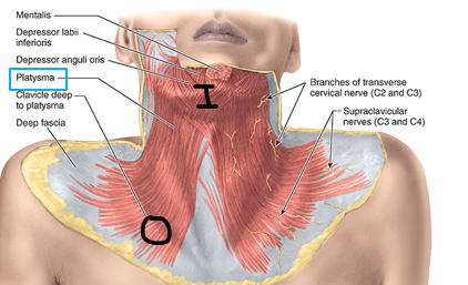<p>Extremely thin tissue, very difficult to disect</p><p>Origin: subcutaneous fascia of upper chest</p><p>Insertion: subcutaneous fascia of mandible and skin of cheek/lower lip</p><p>Action: tenses skin of inferior face and neck</p>