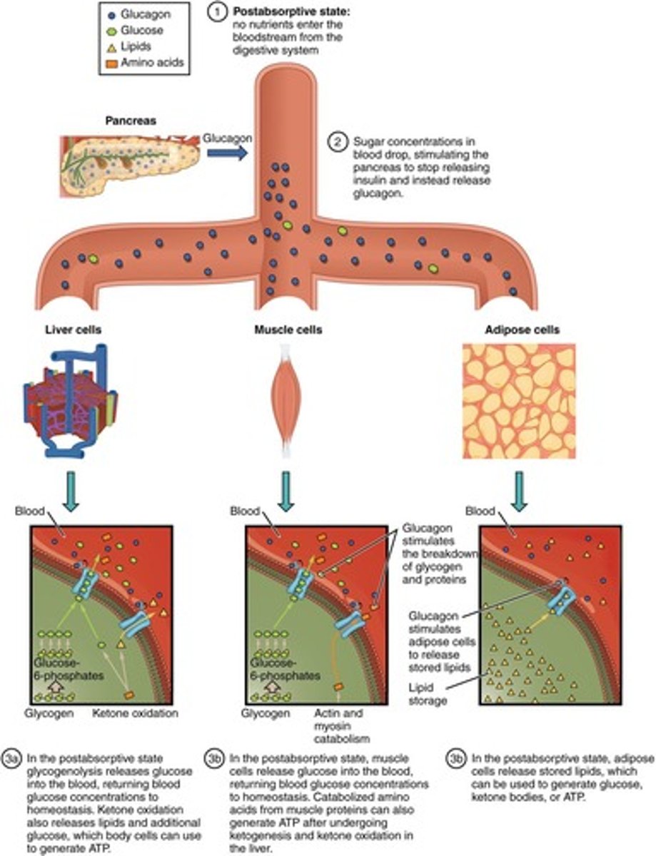 <p>The body relies on stored glycogen for energy and gluconeogenesis occurs.</p>