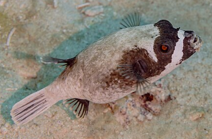 <p>NO SPINES, pronounced snout, teeth fused into beak (scooby)</p>