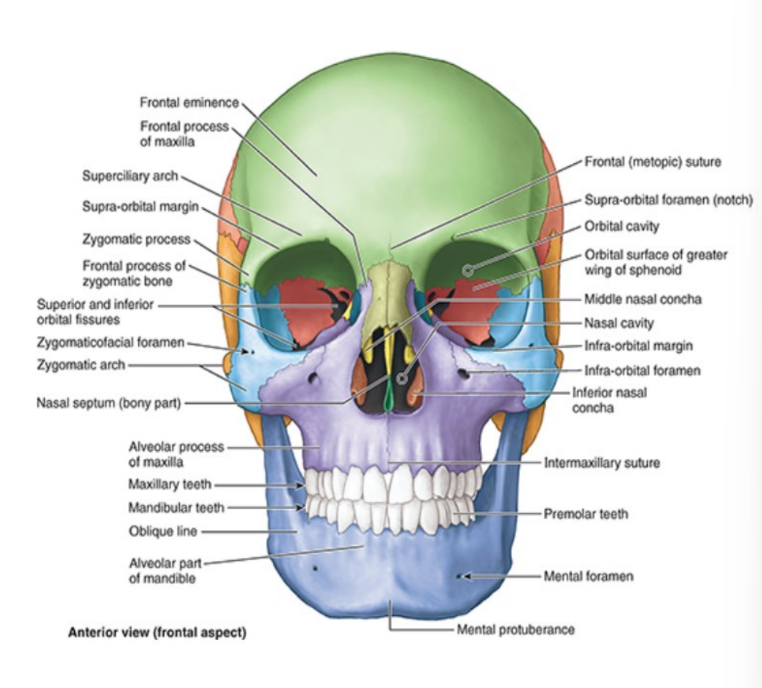 <ul><li><p>contains 22 bones</p></li><li><p>6 singular bones at midline</p></li><li><p>8 sets of paired bones that are bilateral</p></li><li><p>majority are fused at suture joints</p><ul><li><p>immobile joints</p></li></ul></li></ul><p></p>