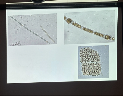 <p>What is this organism?</p>