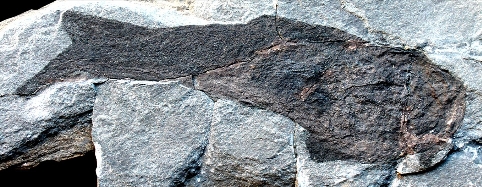 <p>thelodont order (class agnatha, phylum vertebrata, chordates), lower Silurian, Scotland, covered with sclerites </p>