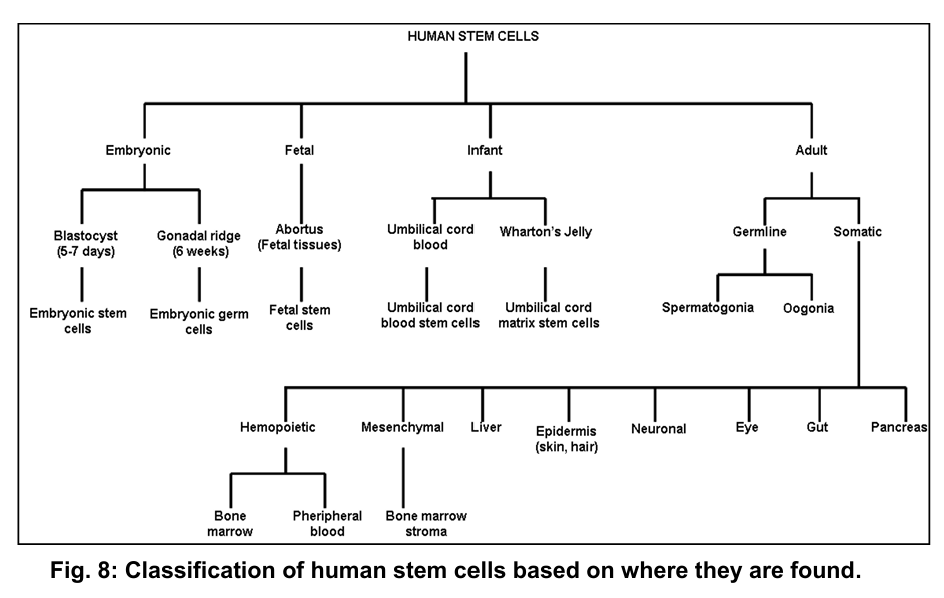 <ul><li><p>stem cells can also be classified based on their location in the body</p><ul><li><p>e.g. some adult stem cells, umbilical cord stem cells</p></li></ul></li></ul><p></p>
