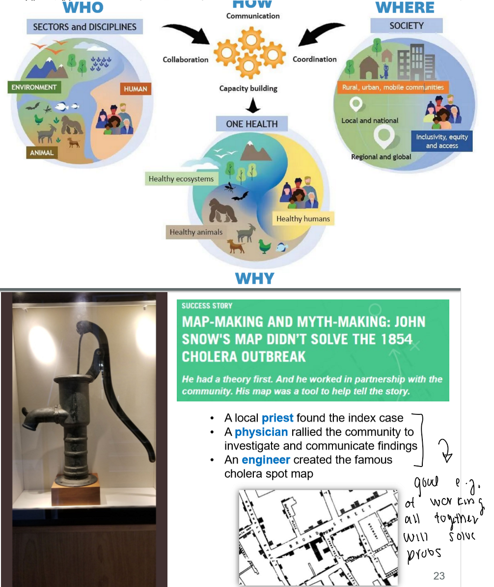 <p>an APPROACH that aims to balance &amp; optimize the health of ppl, animals, &amp; ecosystems</p><p><em>its </em><strong><em>SOLUTIONS </em></strong><em>focused</em></p><p>.</p><ol><li><p>human, ani, environment</p></li><li><p>combo of comm, collab, coordination, &amp; capacity building between all the sectors </p></li><li><p>to achieve healthy ppl, ani, &amp; ecosystems</p></li><li><p>everywhere </p></li></ol><p></p>