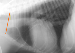 <p>What percentage of the thoracic inlet should the trachea be in a non-brachycephalic?</p>