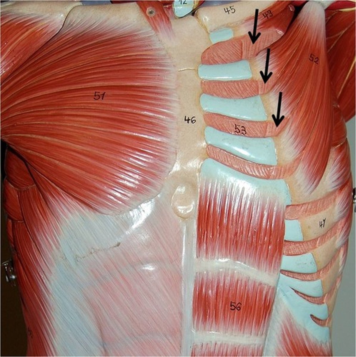 <p>Action - Pull ribs out and up to expand thoracic cavity for inspiration</p>
