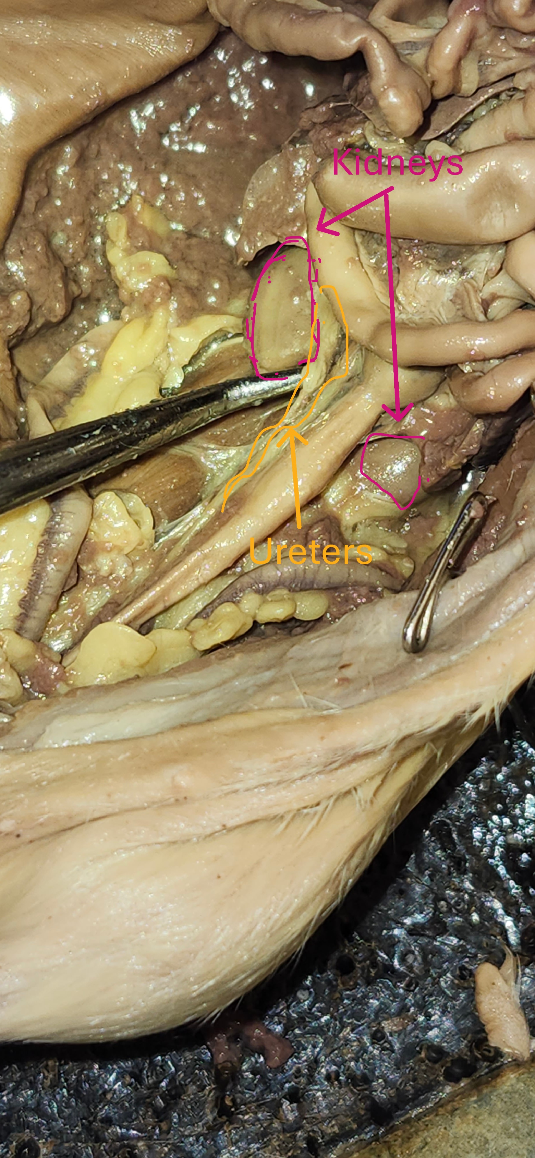<p><span style="color: rgb(255, 255, 255);">kidney, ureters</span></p><p><span style="color: rgb(255, 255, 255);">Tip: the kidneys are on the side of rectum. To find the ureters find the kidneys and follow the tubules connected to them.</span></p>