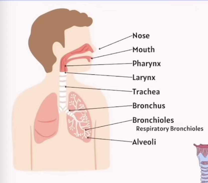 <p>What is the nasal cavity used for?</p>