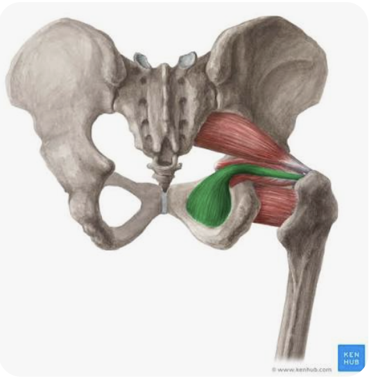 <p>O: Posterior surface of the obturator membrane</p><p>I: Greater trochanter of the femur; trochanteric fossa</p><p>A: External rotation of the thigh</p><p>N: Branches of the sacral plexus</p>