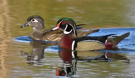 <p>Common Name, Order, Family, Banding Code</p>