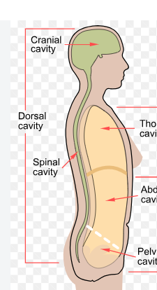 <p>fluid filled space in the spinal column, contains the spinal chord</p>