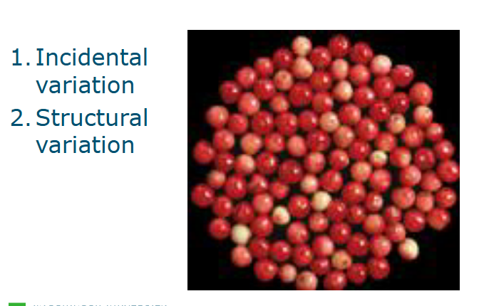 <p>What kind of variation is this?</p>