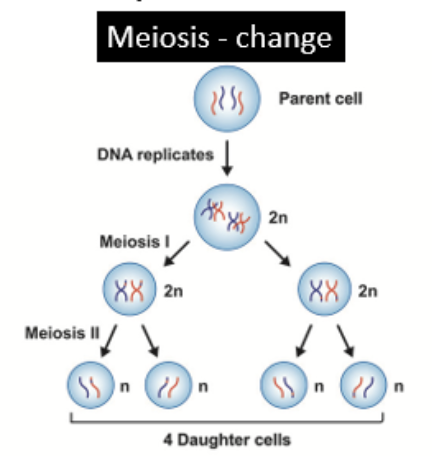 <p>halves the chromosome number, producing haploid cells during sex cell formation, generating genetic diversity</p>
