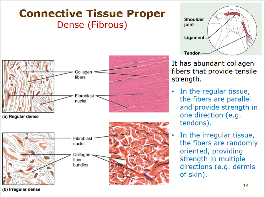 <p>can be regular - parallel/strong in one direction (tendons)</p><p>irregular - random - strength in multipe directions (dermis)</p><p>provide tensile strength with abundant collagen fibers!</p>