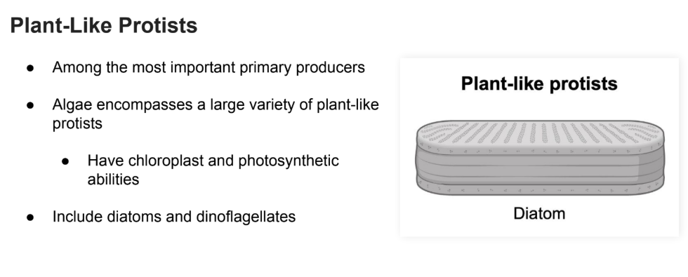 <ul><li><p>Among the most important primary producers</p></li><li><p>Algae encompasses a large variety of plant-like protists</p></li><li><p>Have chloroplast and photosynthetic abilities</p></li><li><p>Include <strong>diatoms </strong>and <strong>dinoflagellates</strong></p></li></ul><p></p>