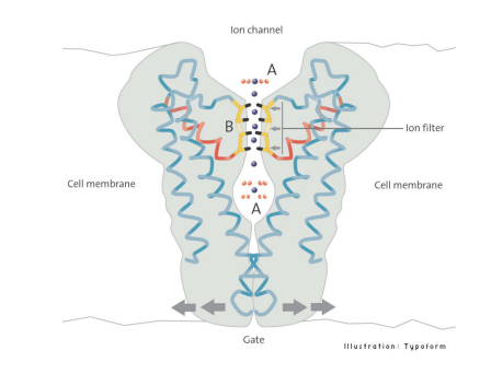 <ul><li><p>some attach to lipids in bilayer</p></li><li><p>polypeptide chain traverses lipid bilayer</p></li><li><p>the portion within bilayer consists primarily of <strong>hydrophobic amino acids</strong></p></li><li><p>portion of polypeptide that project out from bilayer tend to have high percentage of <strong>hydrophilic amino acids</strong></p></li><li><p>those that project into aqueous surroundings of vell are usually glycoproteins— with many hydrophilic sugar residues attached to part of polypeptide exposed at surface of cell</p></li><li><p>some transmembrane proteins that span the bilayer several times form hydrophilic channel through which certain ions and molecules can enter or leave cell</p></li></ul><p></p>