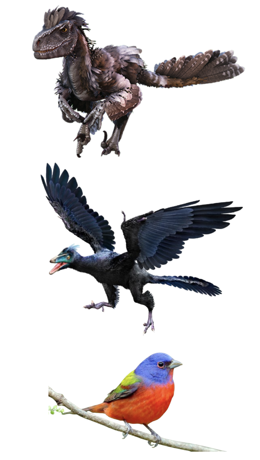<ul><li><p>There is no exact line where we went from “feathered theropod” to bird</p><ul><li><p>so many forms between dinosaurs and birds </p></li></ul></li><li><p>Deinonychus is certainly a feathered dinosaur</p></li><li><p>Archaeopteryx is a “transitional state”</p><ul><li><p>But commonly where the bird line is drawn</p></li></ul></li><li><p>Painted bunting is a bird</p></li></ul><p></p>