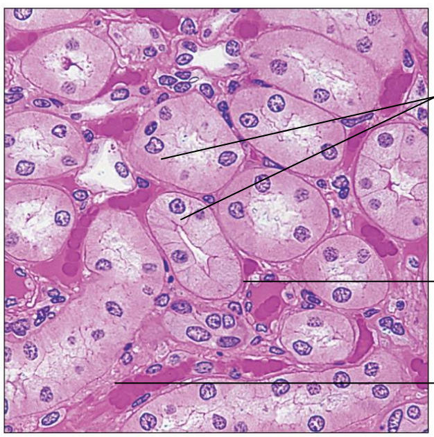 <p>Simple cuboidal epithelium location:</p>