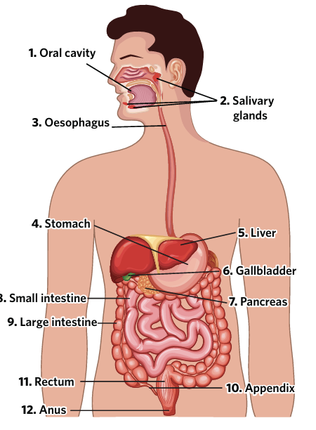 <p>oral cavity (mouth)</p><p>salivary glands</p><p>oesophagus</p><p>stomach</p><p>liver</p><p>gallbladder,</p><p>pancreas</p><p>small intestine</p><p>large intestine</p><p>appendix</p><p>rectum</p><p>anus</p>