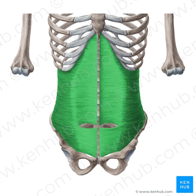 <p><strong>What are the ORIGINS for the Transverse Abdominis?</strong></p>