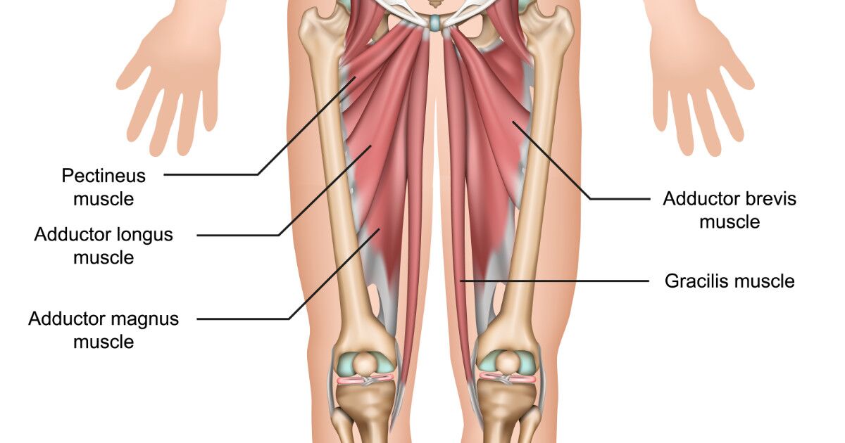 <p>Adductor</p>