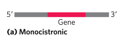 <p>for 1 protein monocistronic</p>