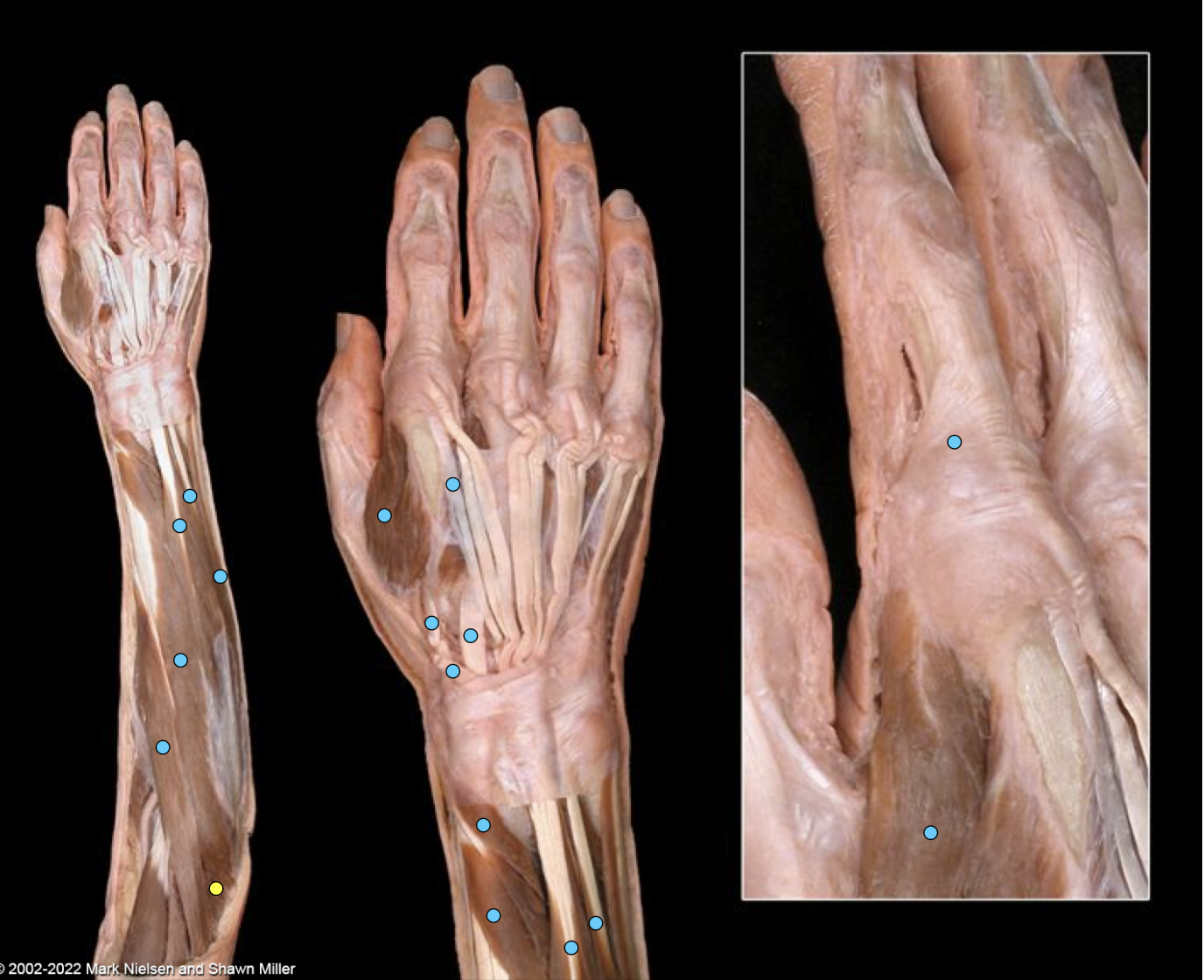 knowt flashcard image