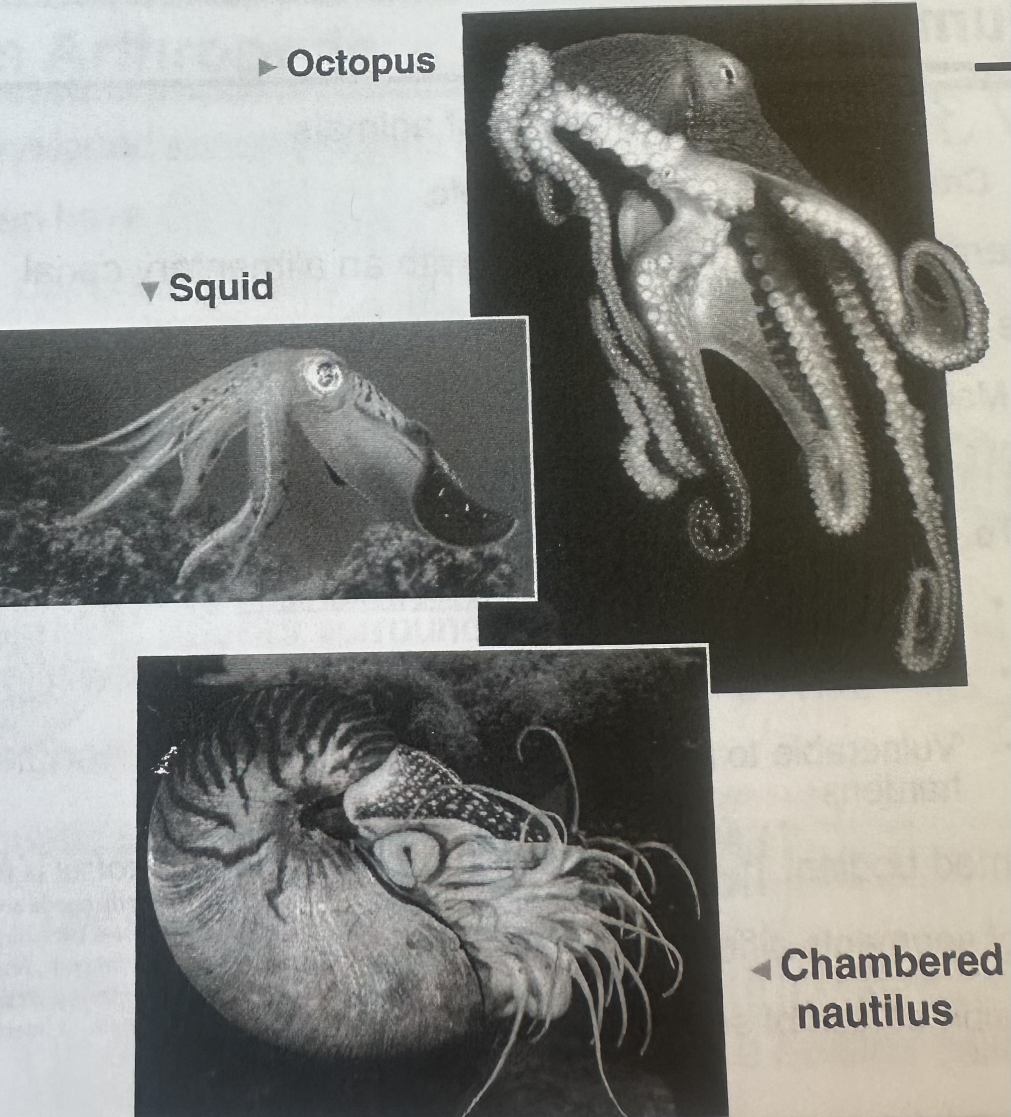 <p>Squids and octopuses</p>
