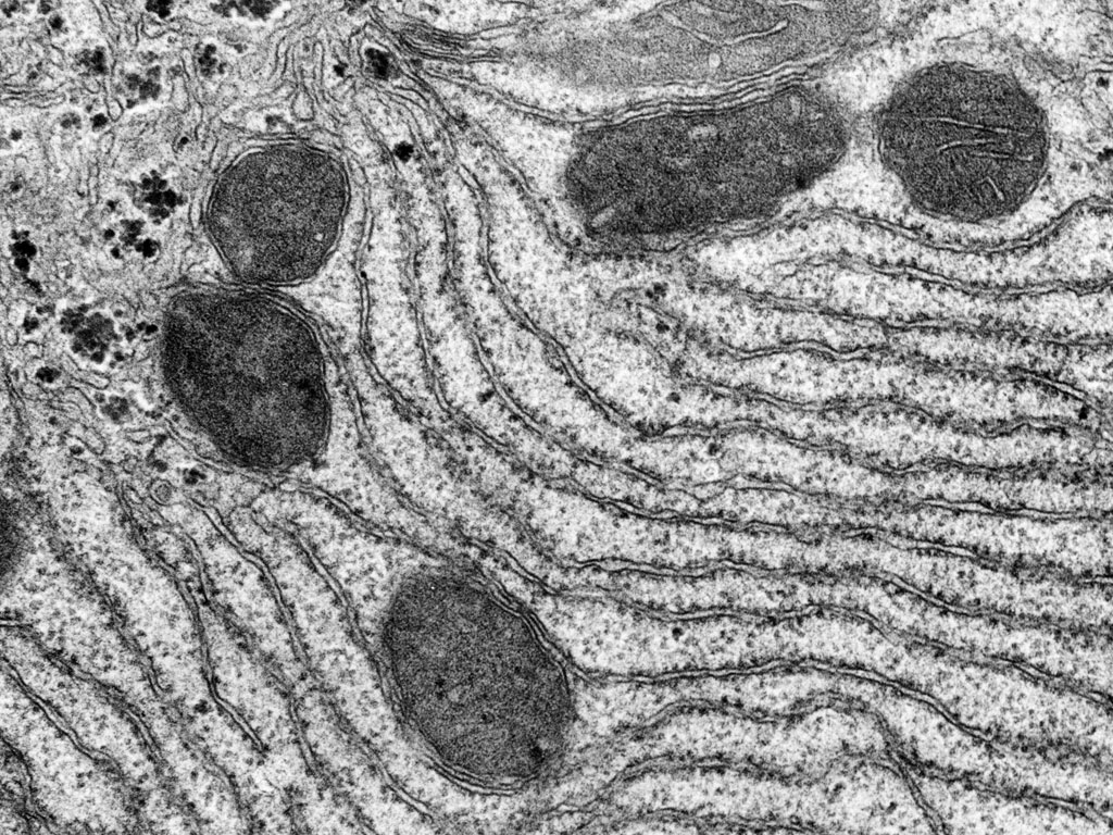 <p>A type of endoplasmic reticulum that has ribosomes attached to its surface, to produce proteins. Once the proteins are made, enzymes in the endoplasmic reticulum add sugar molecules to form glycoproteins. Then, from the rough endoplasmic reticulum, proteins move into the Golgi apparatus for export out of the cell. </p>