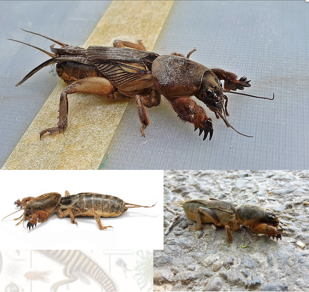 <p>Latin, magyar, védett?, hang</p>