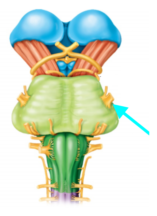 <p>Nerve, number, sensory or motor?</p>