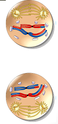 <p>centrioles move to opposite poles</p><p>new spindle fibres form</p>