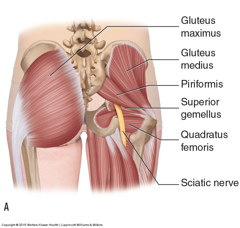 <p>piriformis</p>