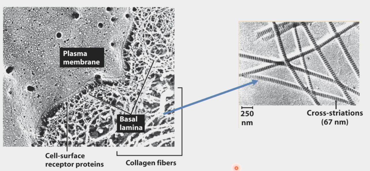 <ul><li><p>a complex combination of proteins and polysaccharides that is secreted and assembled by cells into a network in which the components <strong>bind</strong> to one another</p></li><li><p>often involved in holding cells and tissues together</p></li><li><p>mostly made up of Type IV collagen fibrils, but also Laminin, Entactin, Perlecan</p><ul><li><p>Connected to intermediate filament cytoskeleton via Laminin</p></li><li><p>Collagen acts as intermediary between connected cells</p></li></ul></li></ul><p></p>