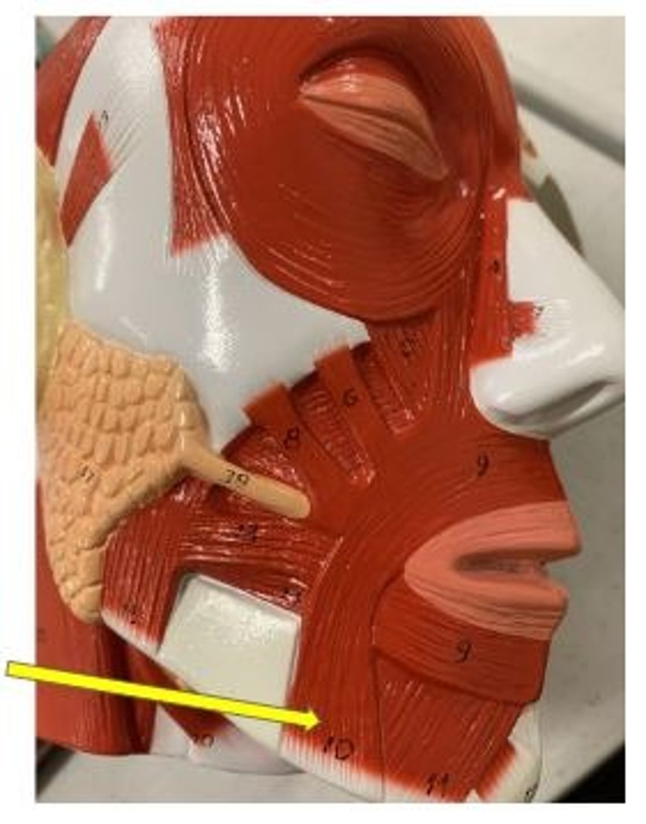 <p>depresses corner of mouth</p>