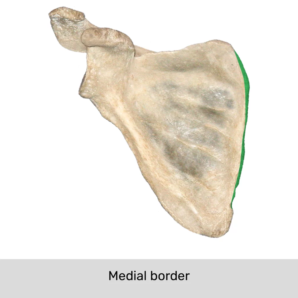 <p>Medial (Vertebral) Border</p>