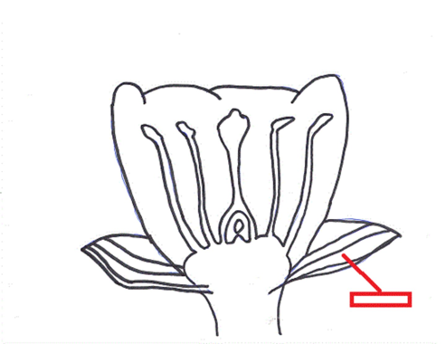 <p>A modified leaf in angiosperms that helps enclose and protect a flower bud before it opens</p>